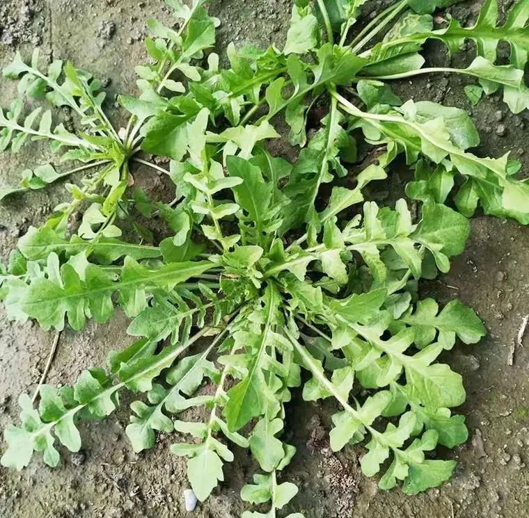 图片[2]-荠菜（野菜辨别与食用方法）
