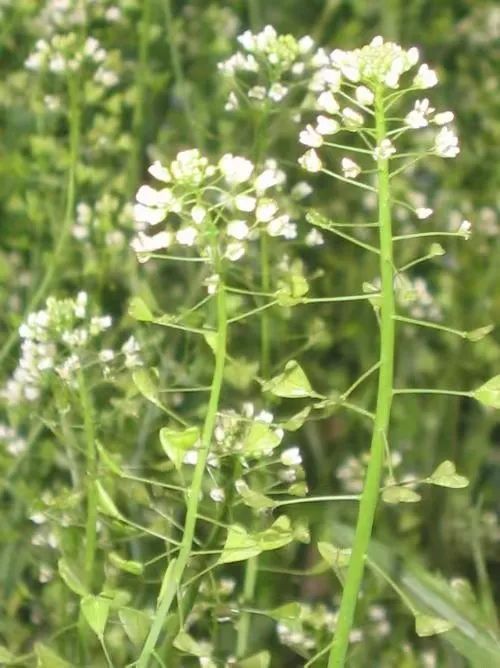 图片[4]-荠菜（野菜辨别与食用方法）