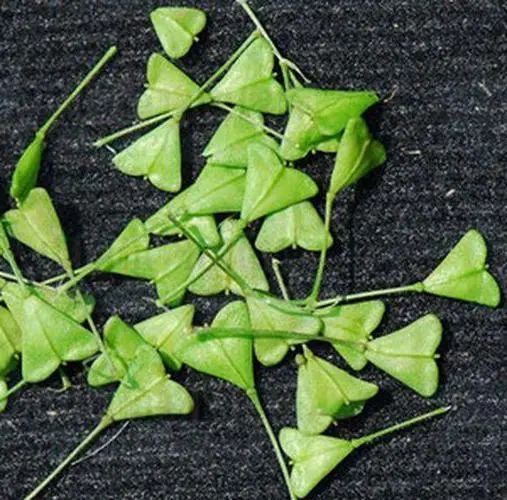 图片[5]-荠菜（野菜辨别与食用方法）