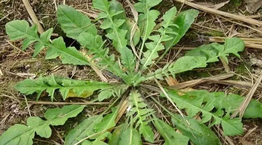 荠菜（野菜辨别与食用方法）