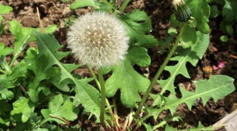 蒲公英（野菜）-重生者宝典
