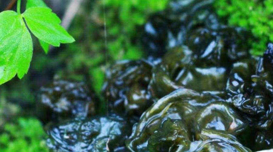 地皮菜（野菜鉴别与食用方法）