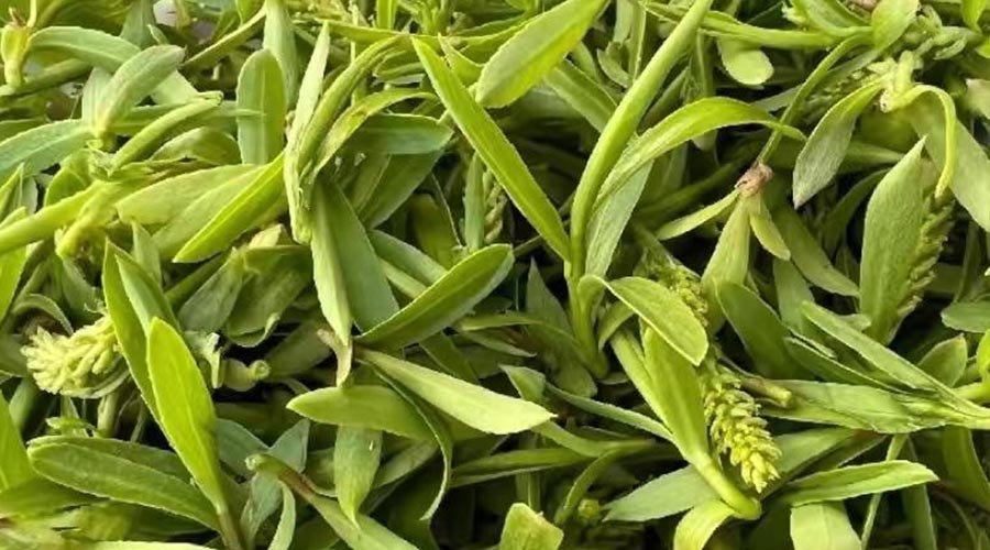 柳芽（野菜鉴别与食用方法）