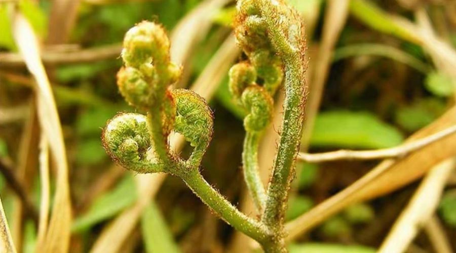 猴腿蕨（野菜鉴别与食用方法）