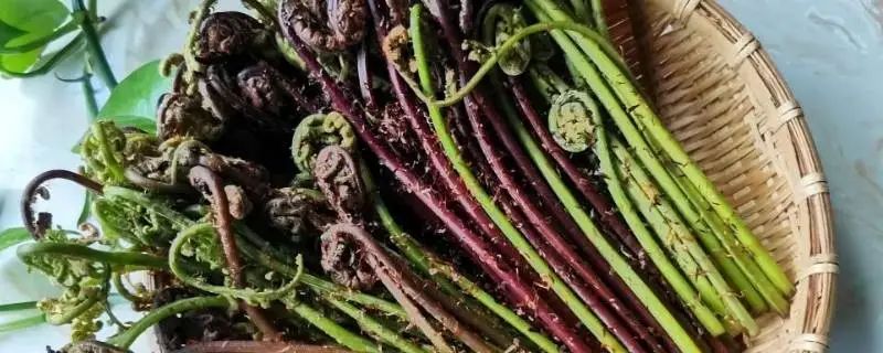 图片[3]-猴腿蕨（野菜鉴别与食用方法）