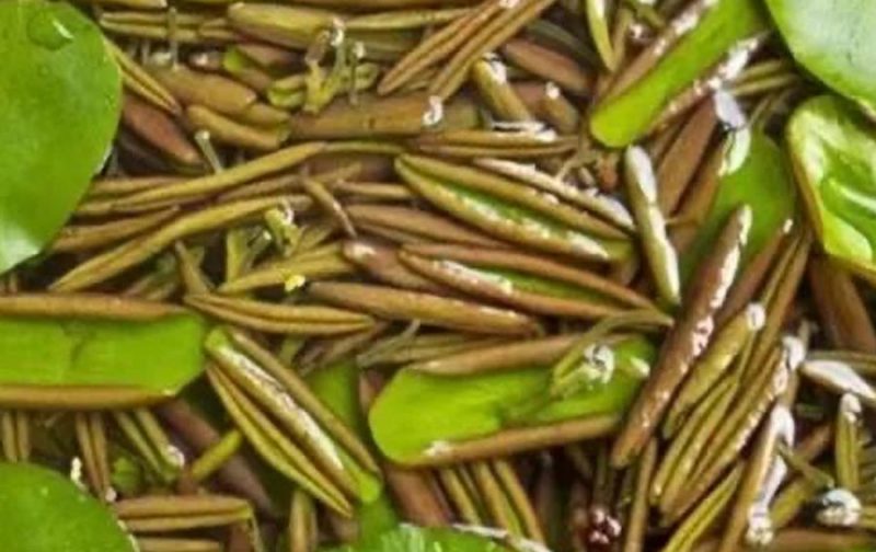 莼菜（野菜）-重生者宝典