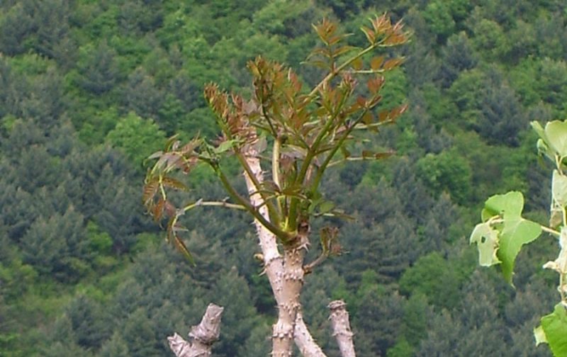 刺嫩芽(野菜)-重生者宝典