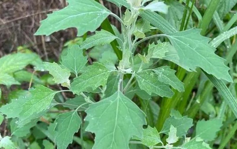 灰灰菜（野菜）-重生者宝典