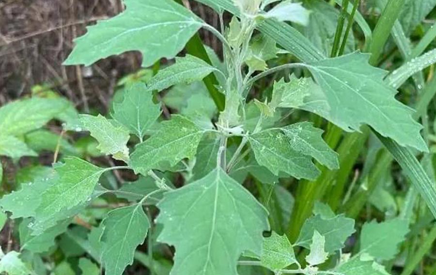 灰灰菜（野菜鉴别与食用方法）