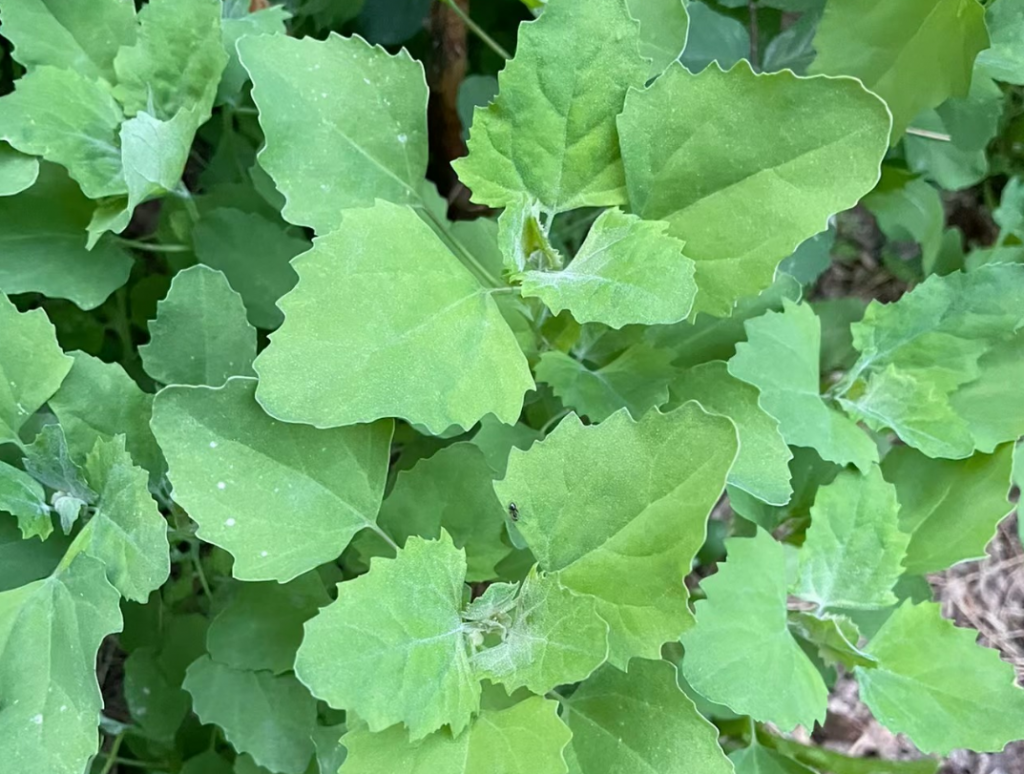 图片[2]-灰灰菜（野菜鉴别与食用方法）