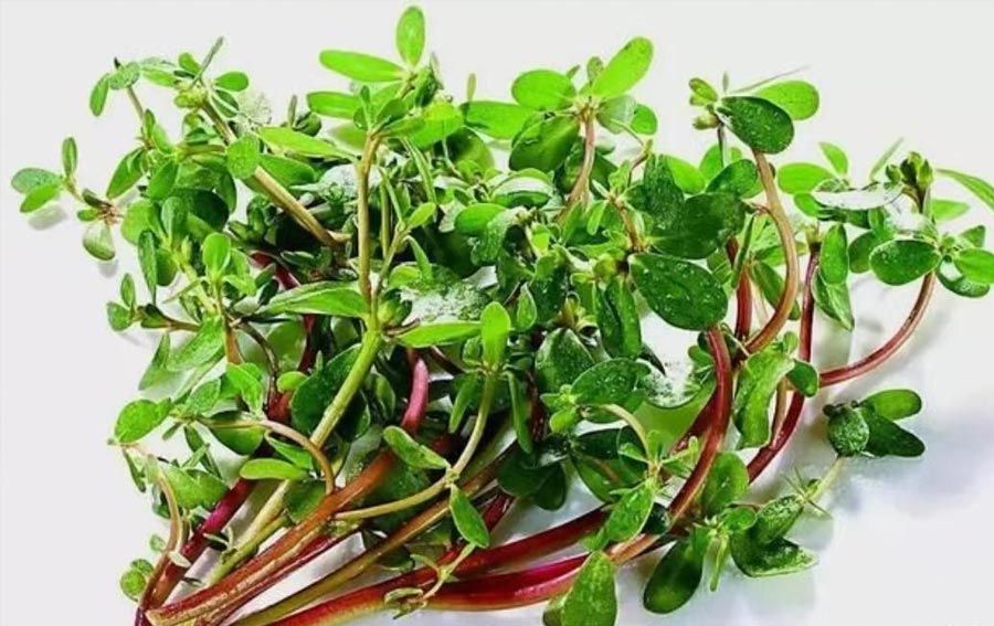 马齿苋（野菜鉴别及食用方法）