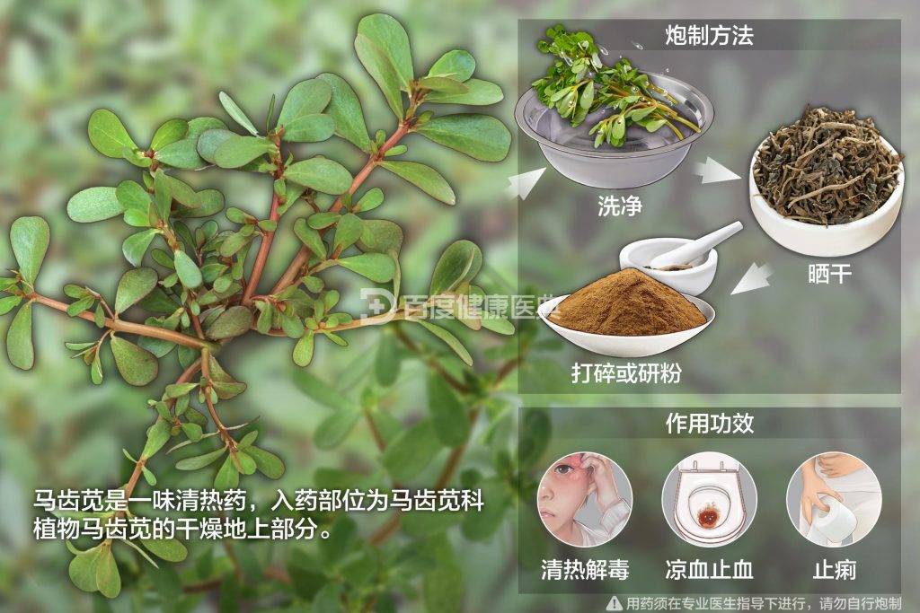 图片[3]-马齿苋（野菜鉴别及食用方法）