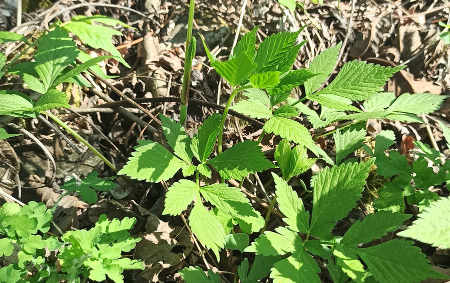 大叶芹（野菜鉴别及食用方法）