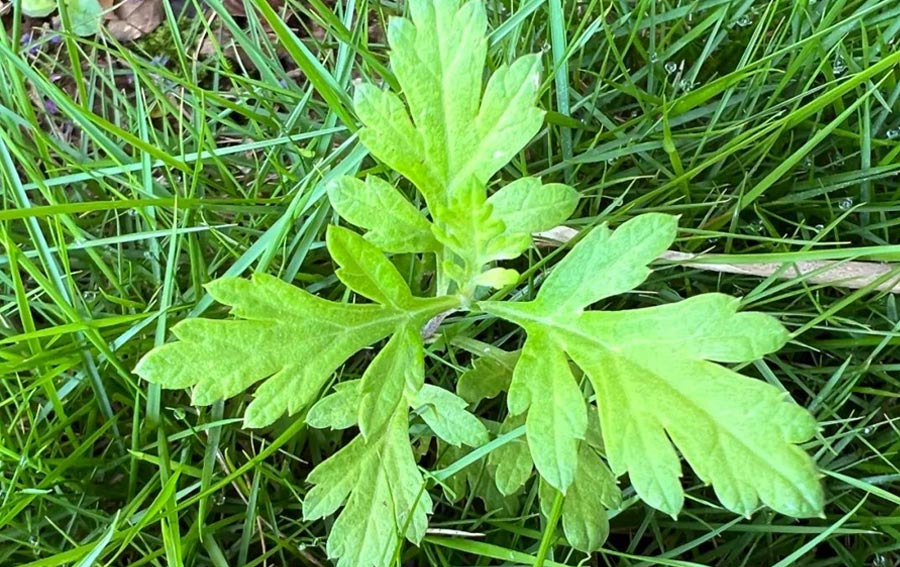 艾蒿（野菜鉴别及食用方法）