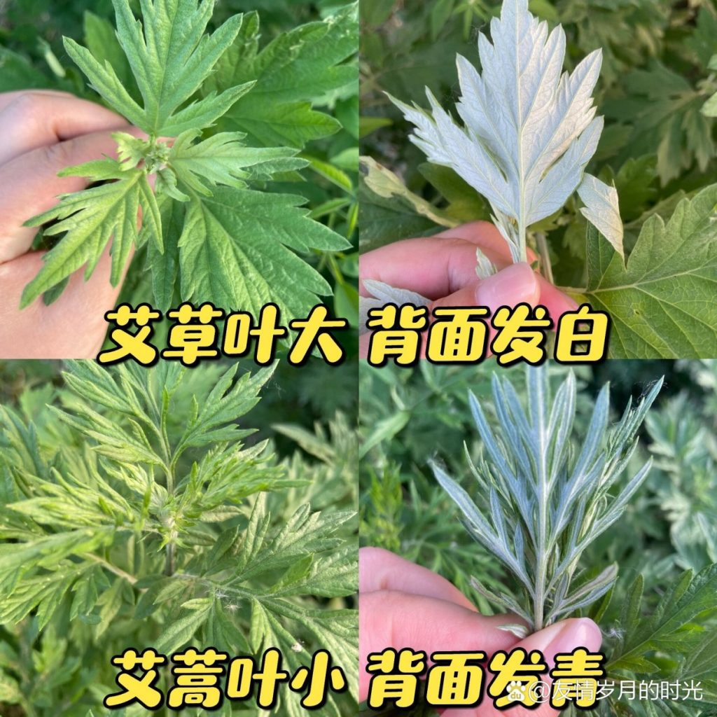 图片[2]-艾蒿（野菜鉴别及食用方法）