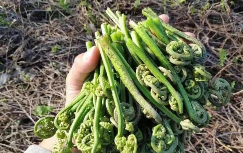 蕨菜（野菜）-重生者宝典