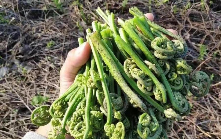 蕨菜（野菜鉴别及食用方法）