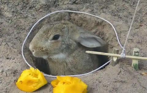 荒野求生野兔捕猎陷阱制作-重生者宝典
