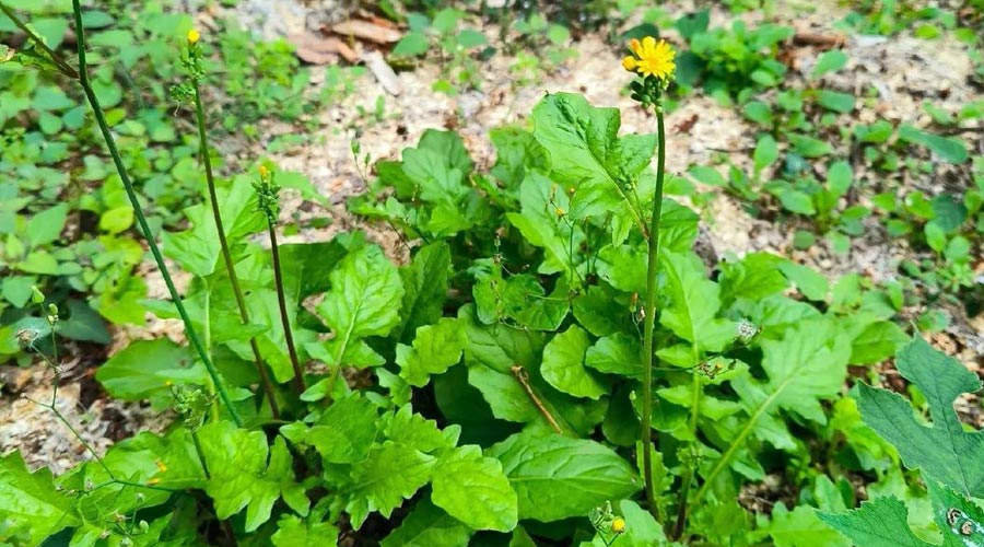鹌菜（野菜鉴别与食用方法）