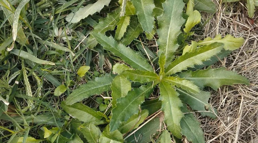 刺儿菜（野菜鉴别与食用方法）