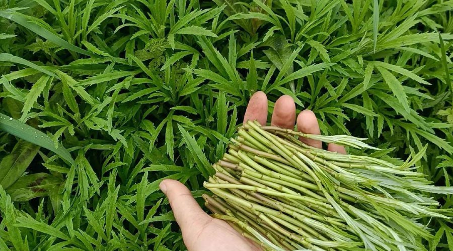 芦蒿（野菜鉴别与食用方法）