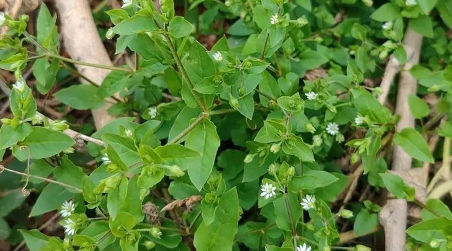 鹅肠草（野菜鉴别与食用方法）