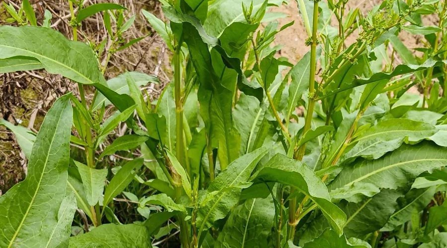 酸模（野菜鉴别与食用方法）