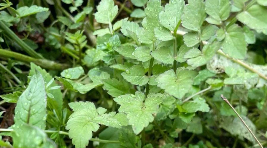 水芹菜（野菜鉴别与食用方法）