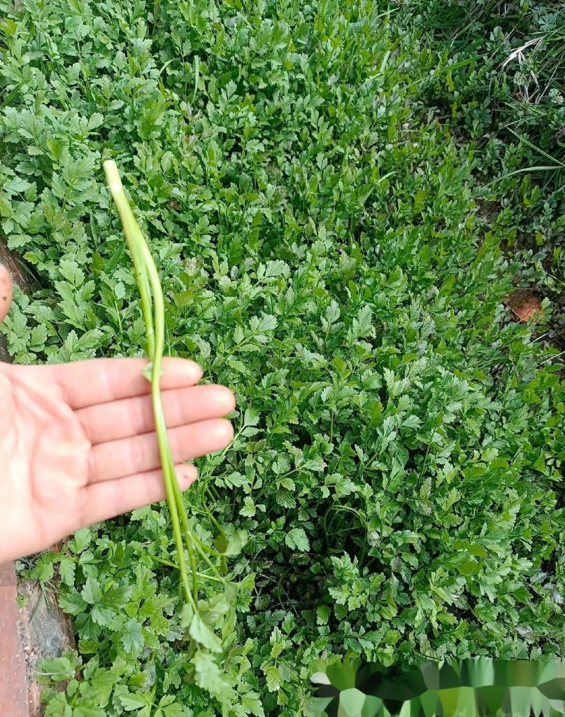 图片[2]-水芹菜（野菜鉴别与食用方法）