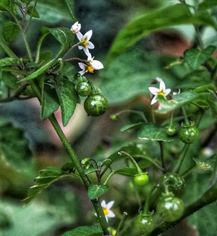 图片[2]-龙葵/白花菜（野菜鉴别与食用方法）
