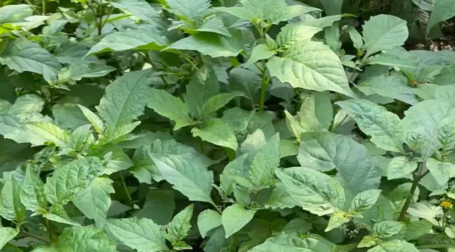 龙葵/白花菜（野菜鉴别与食用方法）