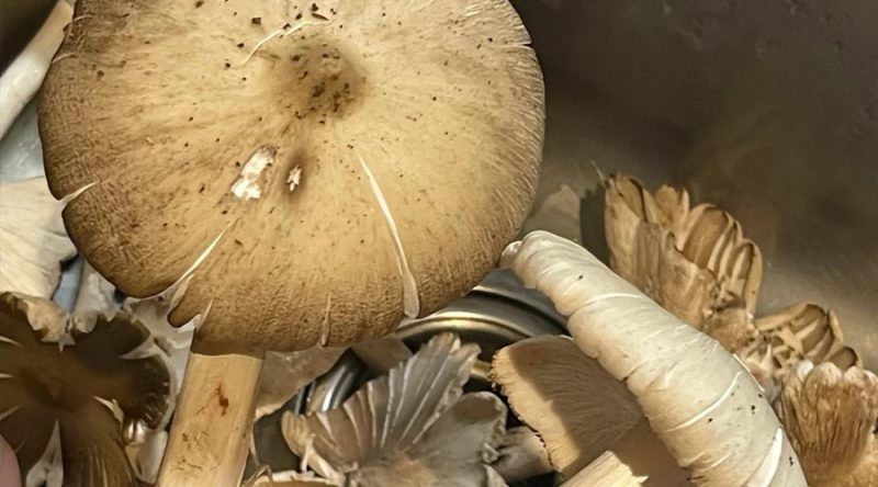 斗鸡菇-重生者宝典