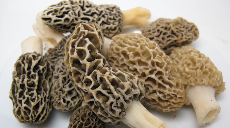 羊肚菌（野生蘑菇鉴别与食用方法）