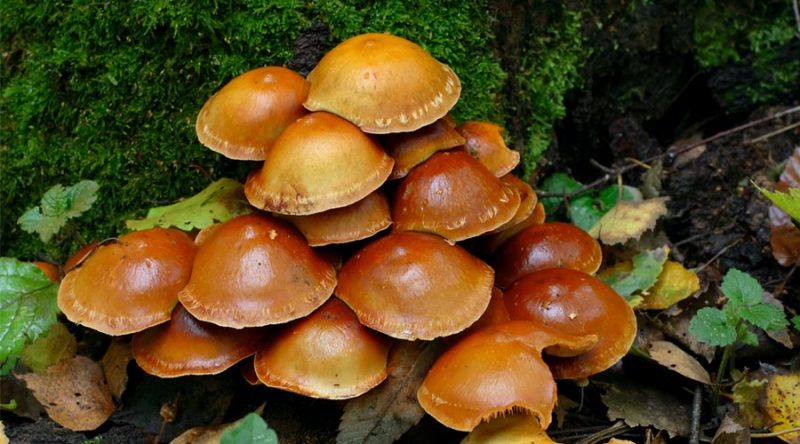 榛蘑-重生者宝典