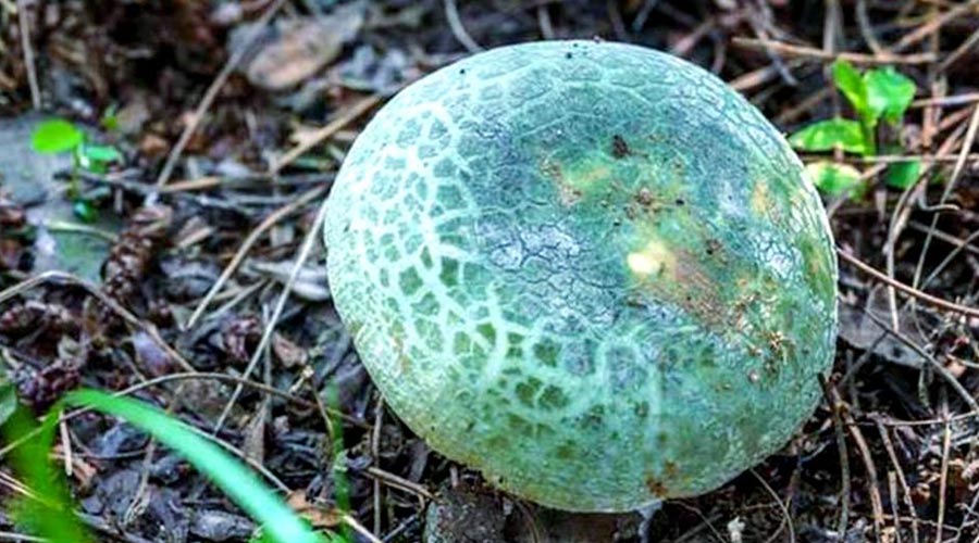 青头菌（野生蘑菇鉴别及食用方法）
