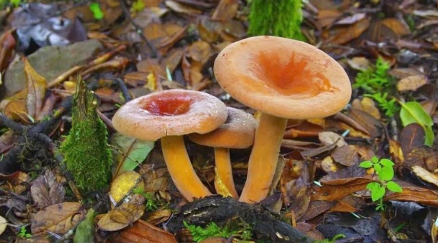 奶浆菌（野生蘑菇鉴别及食用方法）